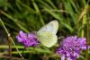 Colias phicomone